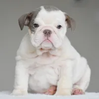 Linda, a female English Bulldog for sale in Dallas, TX – 8 of 10