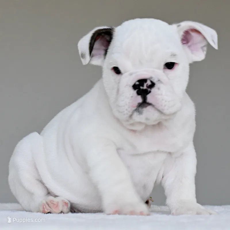 apollo – English Bulldog puppy for sale in Dallas, TX