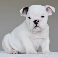 apollo, a male English Bulldog for sale in Dallas, TX – 1 of 9