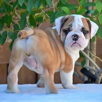Nacho, a male English Bulldog for sale in Dallas, TX – 3 of 7
