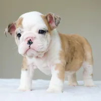 processed/95e95aaf-8b58-4c97-82ba-b4eff54bd093/listing/1a973698-3247-403f-a632-06f45b186cee/189c6914-f0fb-45b0-ad2d-7e5a82daf0fa