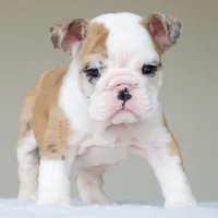 processed/95e95aaf-8b58-4c97-82ba-b4eff54bd093/listing/1a973698-3247-403f-a632-06f45b186cee/1edc2a5d-7d0a-4ced-8d03-5c441758636e