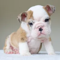 processed/95e95aaf-8b58-4c97-82ba-b4eff54bd093/listing/1a973698-3247-403f-a632-06f45b186cee/4ba9c6c8-e8f8-4813-847c-62c9a9500117