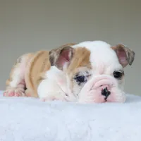 processed/95e95aaf-8b58-4c97-82ba-b4eff54bd093/listing/1a973698-3247-403f-a632-06f45b186cee/6913fc13-80bd-41b9-96d4-418a05822ea4