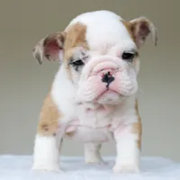 processed/95e95aaf-8b58-4c97-82ba-b4eff54bd093/listing/1a973698-3247-403f-a632-06f45b186cee/a3e94575-11b7-4116-9894-fd22fabd5797