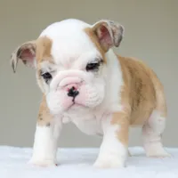 processed/95e95aaf-8b58-4c97-82ba-b4eff54bd093/listing/1a973698-3247-403f-a632-06f45b186cee/a87c4a2e-e709-4bb0-896e-90e55c13e83f