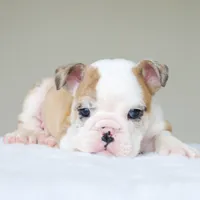 processed/95e95aaf-8b58-4c97-82ba-b4eff54bd093/listing/1a973698-3247-403f-a632-06f45b186cee/d2471eb3-3253-4598-831a-9e8037063c0d