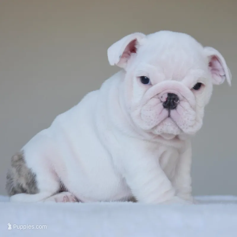 Atlas – English Bulldog puppy for sale in Dallas, TX