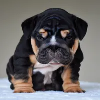 Nova, a female English Bulldog for sale in Dallas, TX – 3 of 9