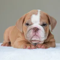 Simon, a male English Bulldog for sale in Dallas, TX – 2 of 10