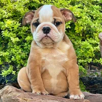 BELLA, a male English Bulldog for sale in Dallas, TX – 6 of 6