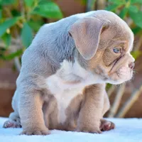 Ash, a male English Bulldog for sale in Dallas, TX – 2 of 9