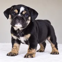 ZOE, a female English Bulldog for sale in Dallas, TX – 3 of 4