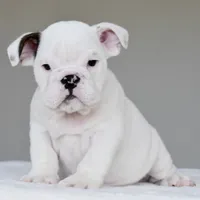 apollo, a male English Bulldog for sale in Dallas, TX – 9 of 9