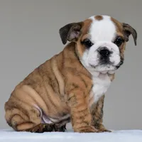 Theo, a male English Bulldog for sale in Dallas, TX – 2 of 8
