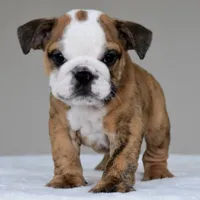 Theo, a male English Bulldog for sale in Dallas, TX – 4 of 8