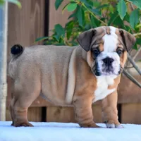 Mona, a female English Bulldog for sale in Dallas, TX – 6 of 10