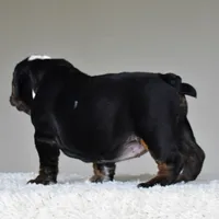 Capri, a female English Bulldog for sale in Dallas, TX – 4 of 10