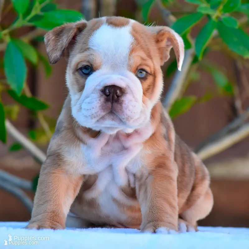 Goldo – English Bulldog puppy for sale in Dallas, TX