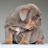 Cora, a female English Bulldog for sale in Dallas, TX – 9 of 10