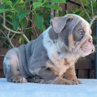 Nala, a female English Bulldog for sale in Dallas, TX – 3 of 9