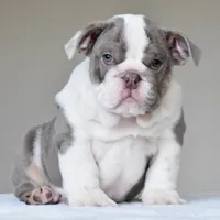 Oniy, a male English Bulldog for sale in Dallas, TX – 5 of 10