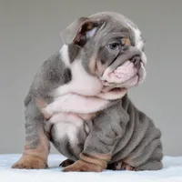Kona, a female English Bulldog for sale in Dallas, TX – 7 of 10