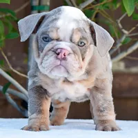 Nala, a female English Bulldog for sale in Dallas, TX – 2 of 9