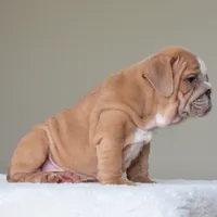 Simon, a male English Bulldog for sale in Dallas, TX – 9 of 10