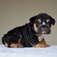 Nova, a female English Bulldog for sale in Dallas, TX – 6 of 9