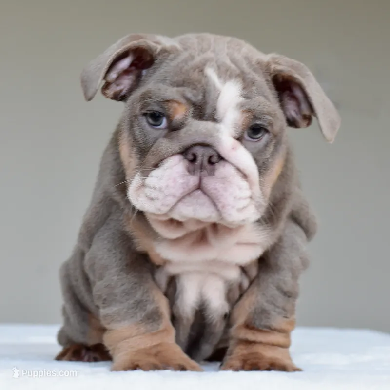 Kona – English Bulldog puppy for sale in Dallas, TX