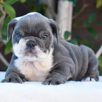 Sky, a female English Bulldog for sale in Dallas, TX – 5 of 8
