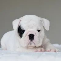 Polka, a female English Bulldog for sale in Dallas, TX – 4 of 9