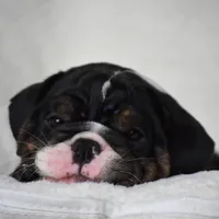 Capri, a female English Bulldog for sale in Dallas, TX – 2 of 10