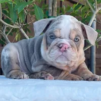 Nala, a female English Bulldog for sale in Dallas, TX – 4 of 9