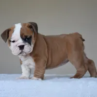 MIMI, a female English Bulldog for sale in Dallas, TX – 9 of 10