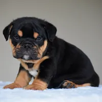 Ciro, a male English Bulldog for sale in Dallas, TX – 2 of 10