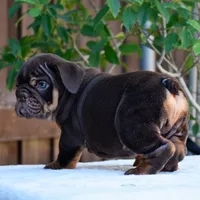 Rolo, a male English Bulldog for sale in Dallas, TX – 8 of 10