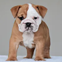 Dakota, a female English Bulldog for sale in Dallas, TX – 3 of 9