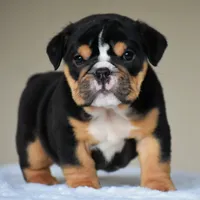 Romy, a female English Bulldog for sale in Dallas, TX – 10 of 10