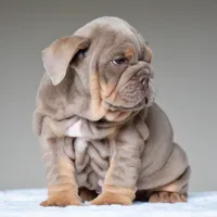 Cora, a female English Bulldog for sale in Dallas, TX – 10 of 10