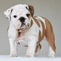 Stella, a female English Bulldog for sale in Dallas, TX – 1 of 10