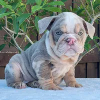 Nala, a female English Bulldog for sale in Dallas, TX – 5 of 9