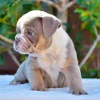 Ash, a male English Bulldog for sale in Dallas, TX – 6 of 9