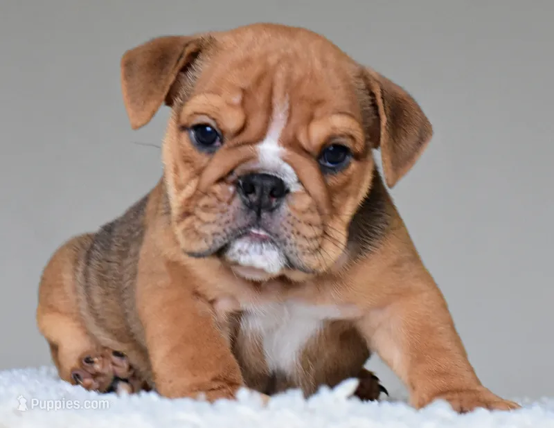Sienna – English Bulldog puppy for sale in Dallas, TX
