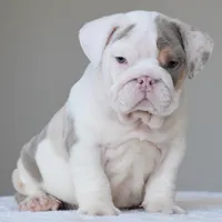 Adonis, a male English Bulldog for sale in Dallas, TX – 7 of 10