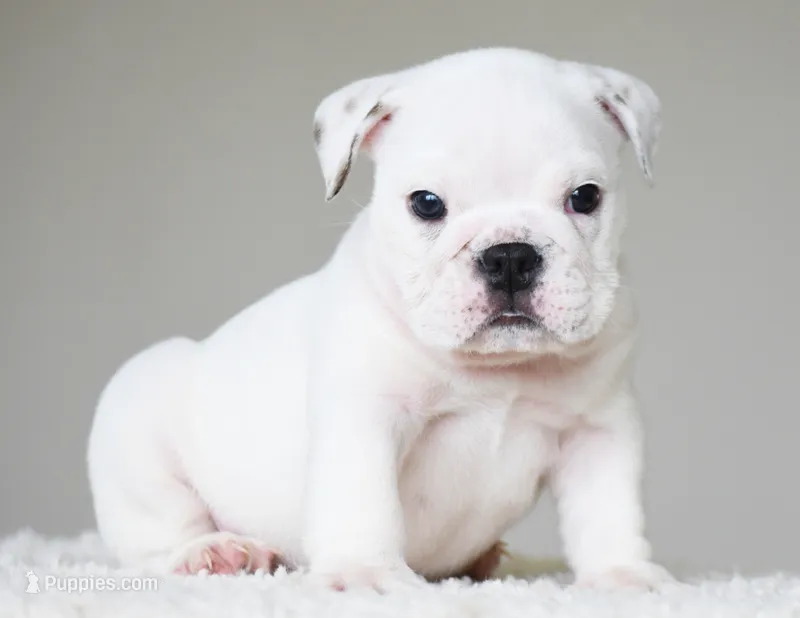 Knox – English Bulldog puppy for sale in Dallas, TX