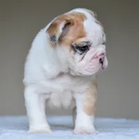 Mila, a female English Bulldog for sale in Dallas, TX – 6 of 9