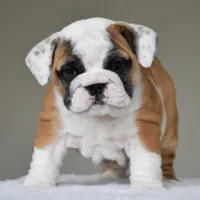 Nova, a female English Bulldog for sale in Dallas, TX – Photo 4 of 10