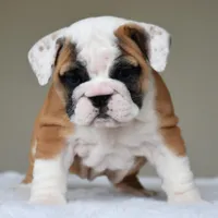 Nova, a female English Bulldog for sale in Dallas, TX – Photo 6 of 10